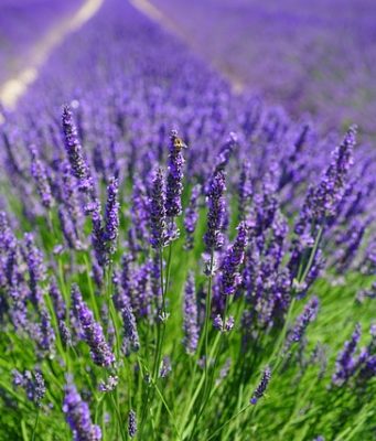 Comment Fabriquer Votre Propre Eau de Lavande Maison : Recette et Astuces Eau de Lavande Maison