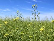 Pourquoi intégrer l’huile de cameline dans votre routine beauté ? cameline