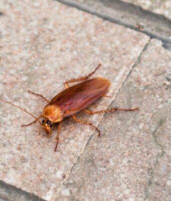 Blatte cafard maison : les causes et traitements durables à connaître blatte-cafard-maison