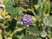 Bakuchiol : pourquoi cet actif naturel remplace le rétinol en beauté bakuchiol