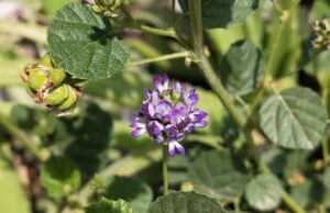 Bakuchiol : pourquoi cet actif naturel remplace le rétinol en beauté bakuchiol