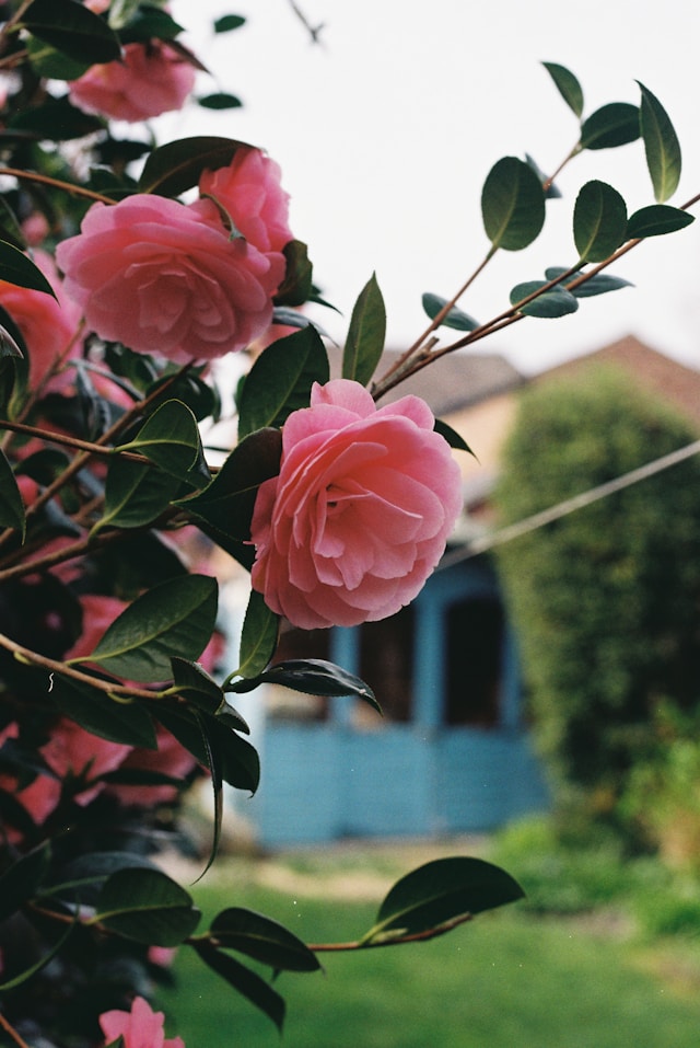 plantes pour aménager un jardin devant la maison